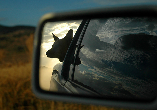 dog