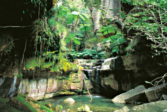 Carnarvon Gorge