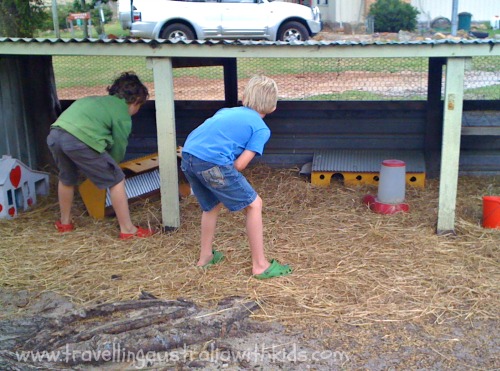 Guinea pig enclosure