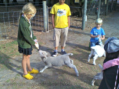 Lamb feeding