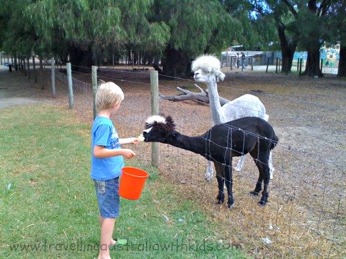 Lama feeding